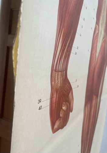 Life Size Muscle Male Medical Chart Circa 1970s Deutsche Hygiene Museum - Picture 8 of 16