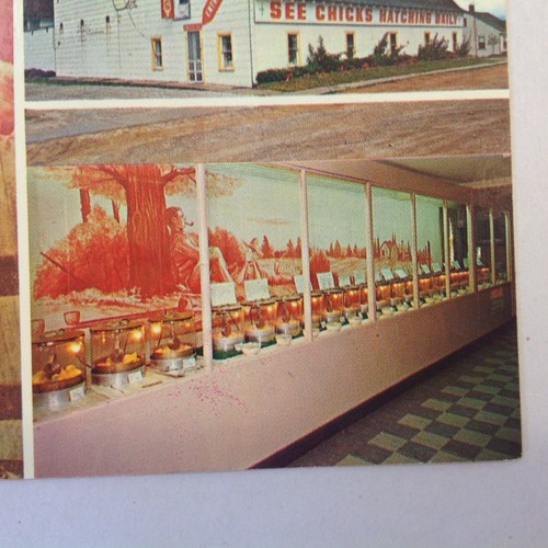 Vintage Color Postcard The Chick Museum Sterling Michigan It's A Peep Show MI - Picture 7 of 7