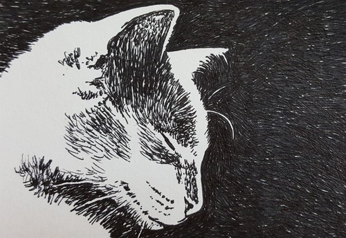ACEO Art Card White Cat Sleeping Original Pen and Ink Drawing Free Shipping