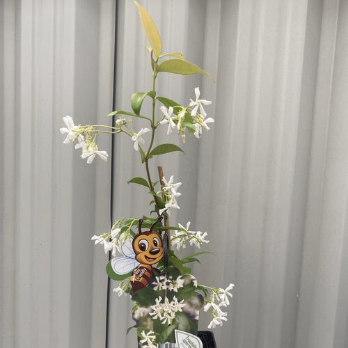 Climbing Star Jasmine Plant Evergreen Fragrant Garden Climber 95-120cm - Picture 4 of 11