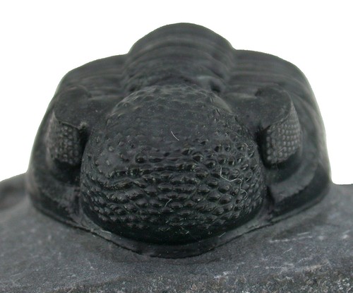 Devon Adrisiops weugi Superber Trilobit Djebel Issoumour Maider Marokko 47-2 - Picture 3 of 5