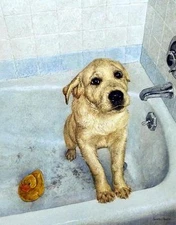 Sueellen Ross "Bathtime Blues" Puppy Print Signed 11.25 x 14.25