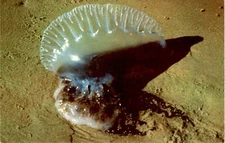 Padre Island, Gulf Coast, Corpus Christi, Texas, West Nyack, New York Postcard