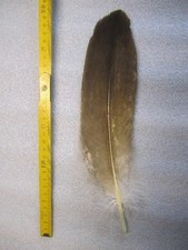 Adlerfeder   Seeadlerfeder   mit  Cites     Schamanische Rituale  Tracht