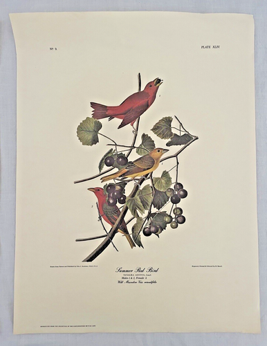 2 Impresiones Artísticas AUDUBON BLUE JAY Nº21 Placa CII y Summer Red Bird Nº9 Placa XLIV - Imagen 5 de 7