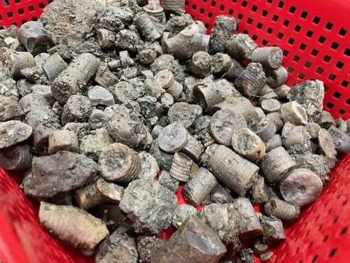 4 LB Lot Crinoid COLLECTOR Rock Fossil Discover UNIQUE Specimen RARE DISPLAY Gr1 - Picture 7 of 9