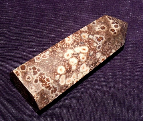 Versteinerte Koralle, achatisiert, Indonesien 56,6g, 70x26x19mm Fossil - Bild 6 von 6