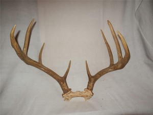 Antler skull cap Clearance
