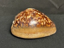 Cypaza Hawaiian Sea Shell Natural Ocean Shell Collectible Home Decor Vintage