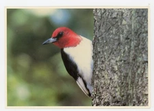 Chrome Postcard Animals Birds 4x6 Unposted Red Headed Woodpecker