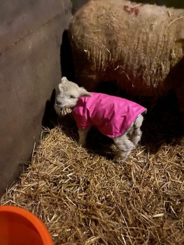 NEWBORN LAMB COATS, WATERPROOF  4 ,+1 free / WASHABLE ,HEAT LAMP ALTERATIVE. - Bild 11 von 19