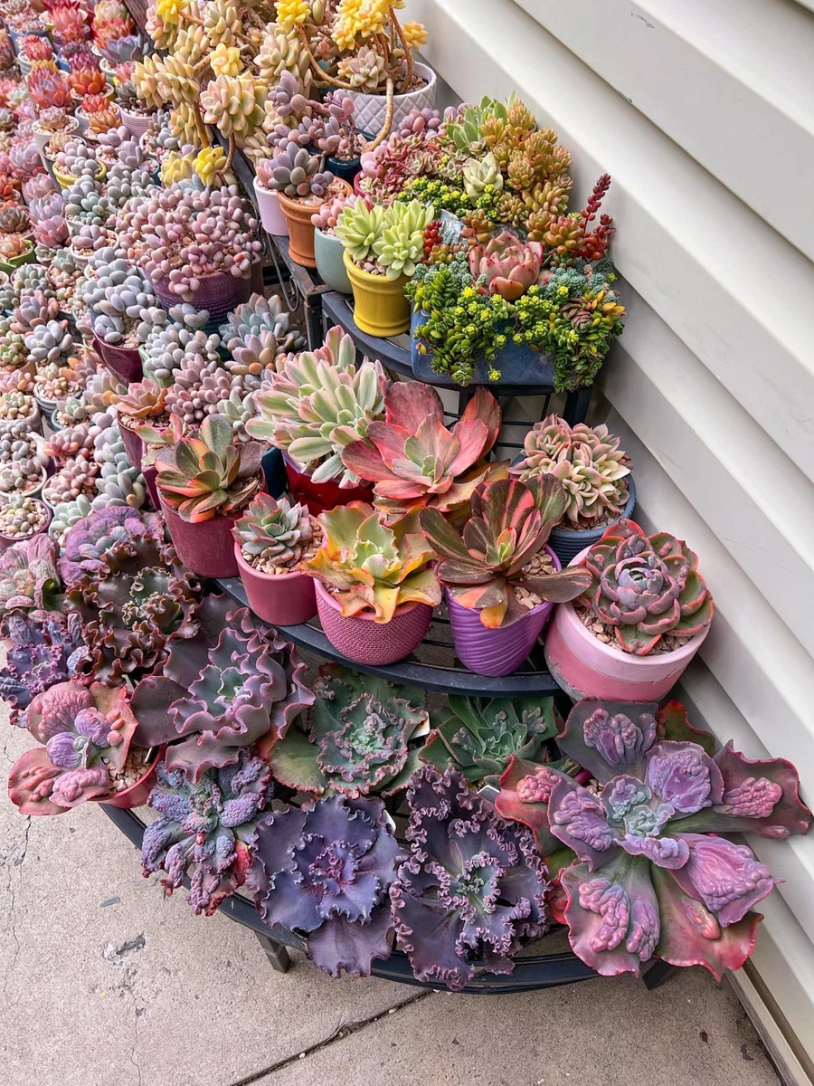 Sempervivum 'Pickwick' - Semprevivo Maggiore In Vaso 9x9 Cm, Pianta Grassa Da Esterno