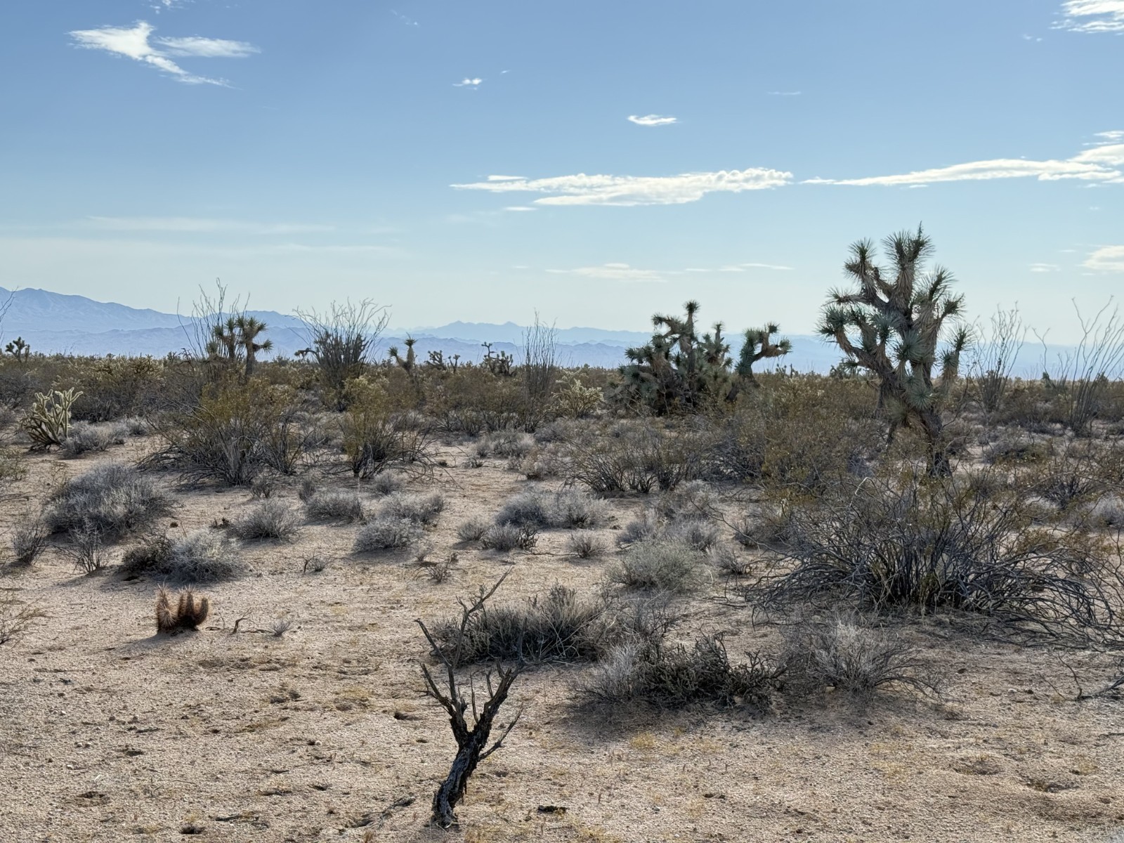 Arizona Land for Sale - 40 acres 