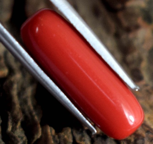 Corallo Rosso Italiano Naturale Certificato 6,10 Carati Cilindrico Pietra Preziosa Sciolta B89453 - Foto 8 di 8