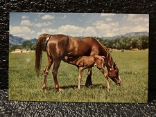 Arabian Purebred Horses Vintage Postcard Unposted