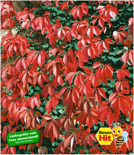 Wilder Wein 'Quinquefolia', 1 Pflanze - Bild 2 von 4