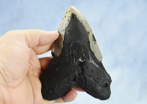 Megalodon Shark Teeth XLG Real FOSSIL 5 - 24 million year old 140mm 5.5" 654dd - Picture 13 of 13