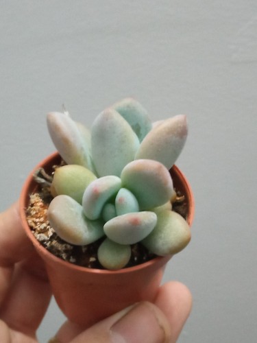 Pachyveria planta suculenta raiz maceta Ø5 cm - Imagen 9 de 9