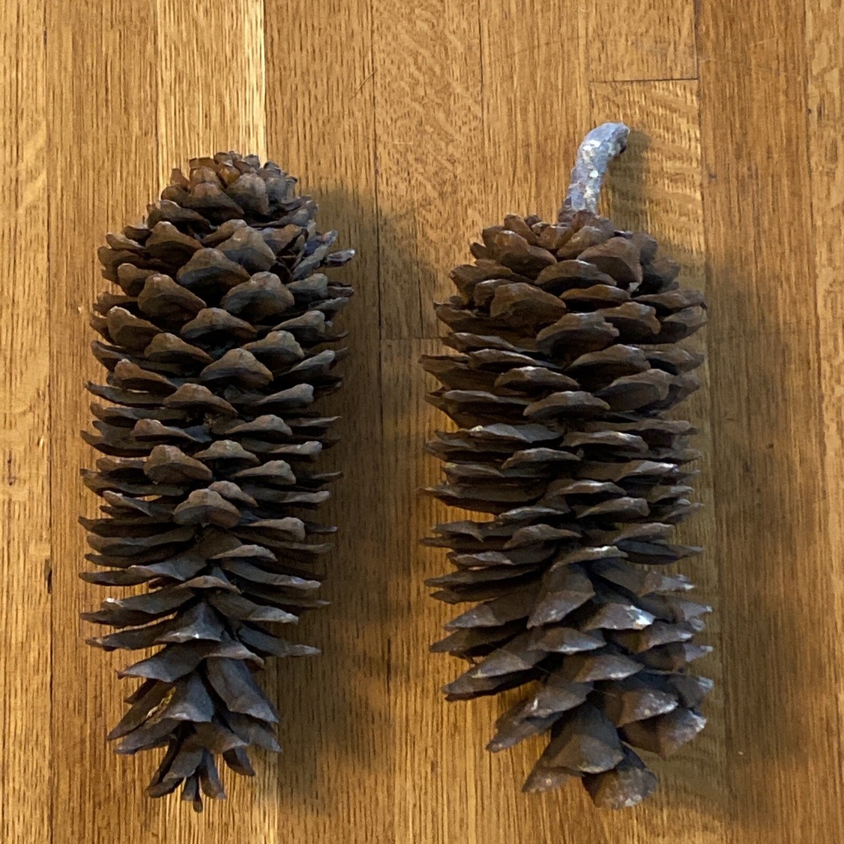 Cônes De Pin Sugar Pine Géants - Longueur 33 à 38 Cm (13-15 Pouces) - Déco Naturelle