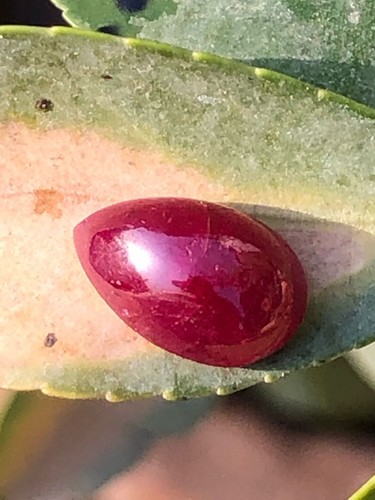 4crt Natural Deep Red Ruby Cabochon – Pear-Shaped Gemstone - Picture 12 of 12