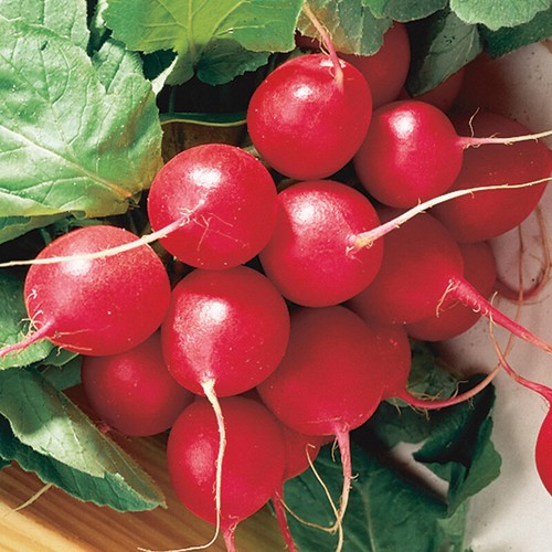 #6 150+ cimelio semi vegetali 6 varietà set giardino sopravvivenza emergenza NON OGM - Foto 7 di 12