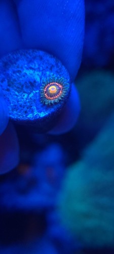 1 Frag - Rainbow Incinerator - Zoa Zoanthid - Soft Saltwater Reef Live Coral - Picture 3 of 3