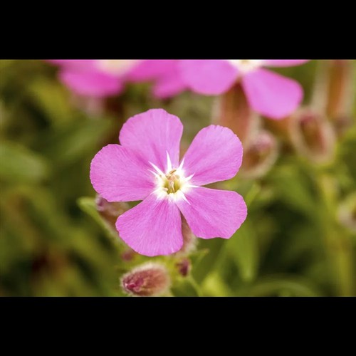 Saponaria ocymoides - Kissen-Seifenkraut - 9cm Topf