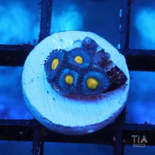 AOE zoanthids - NOT WYSIWG | Live Softies Coral | Aquacultured