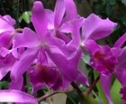 New ListingGuarianthe bowringiana Species Potted Gorgeous Established Orchid