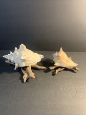 2 Sea Shells with Driftwood Display Bases Beach Decor 7" and 5"
