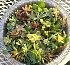 30 Succulent Cuttings TINY MINI 1-2" Fairy Garden 10+ Varieties  