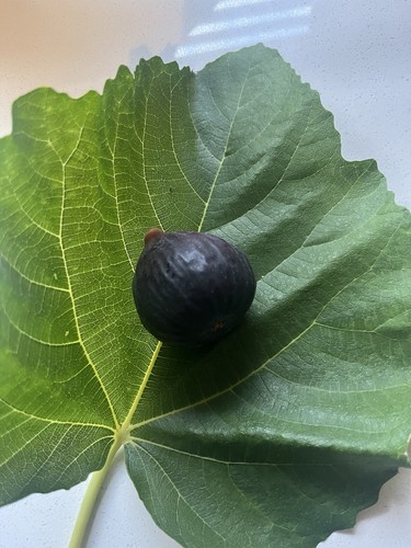 Violette De Sollies Fig tree cuttings x5