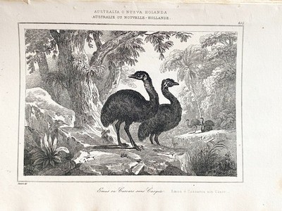Australien Oder Neu-Holland Emus Oder Kasuar Ohne Helm Gravur 19. Jahrhundert