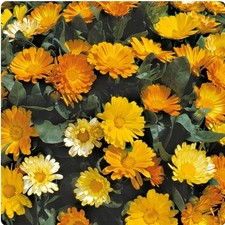 3x Calendula (Dwarf) plug Plants - Ideal Vegetable/Herb Companion Plants/Flowers