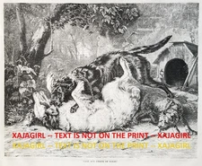 Dog Fight Over Bone, Clever Cairn Terrier Wins! 1870s Antique Engraving Print