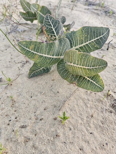 Pinewoods Milkweed | 40+ Samen | Asclepias Humistrata | Florida Native Flower 🙂 - Bild 6 von 7