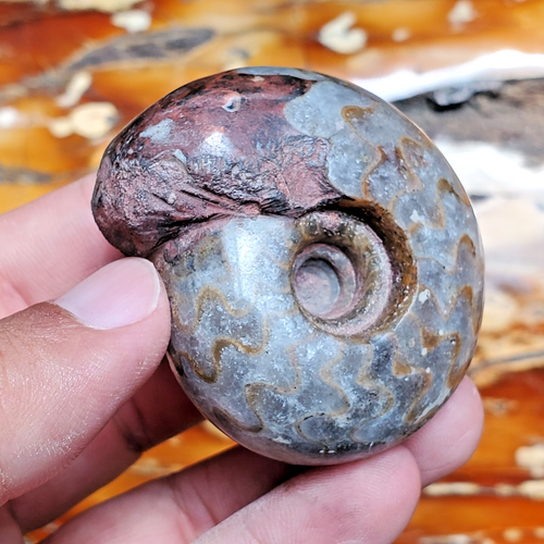 100GR TOP DRAGO SUTURA PERMIANO INTERO GREZZO CALCITE AMMONITE FOSSILE MOLLUSCO - Foto 12 di 12