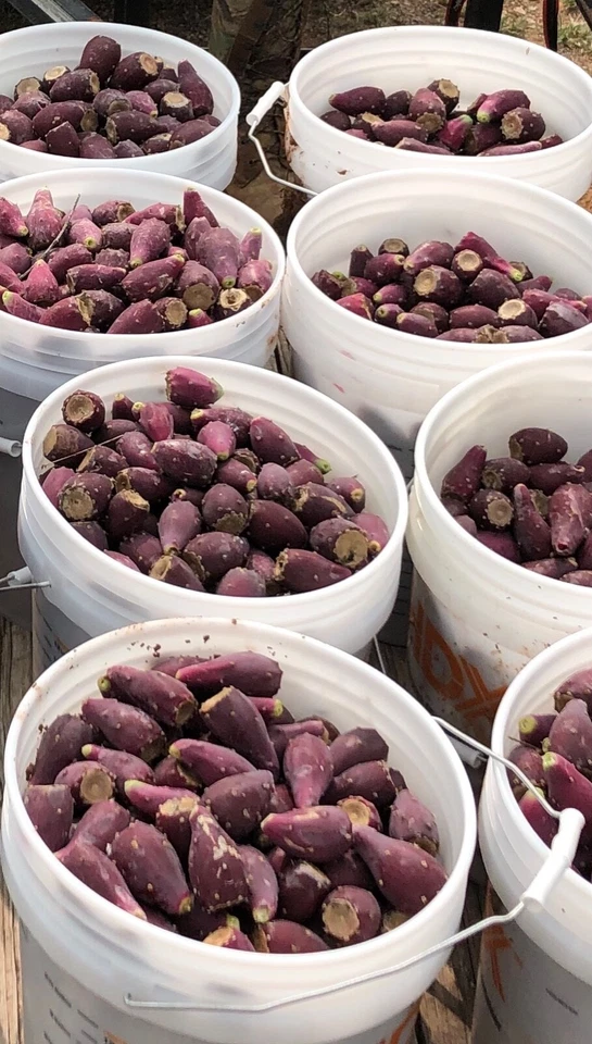 Jalea de cactus Wild Prickly Pear (frasco de 8 oz) de The Prickly Pear Pantry Foto 4 de 4
