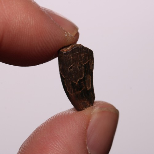 Dente giovanile Tyrannosaurus Rex fossile formazione Hell Creek Cretaceo - ottimo - Foto 5 di 11