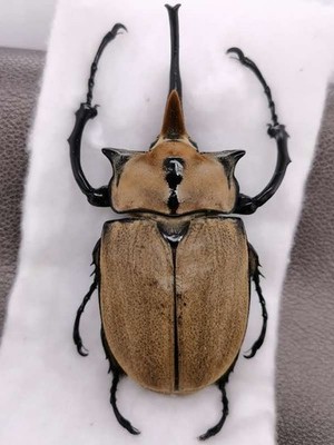 Megasoma elephas occidentalis 106-7mm  - Mexcico
