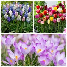 05 beautiful & vibrant  spring flowering tulip, muscari & crocus bulb each mixed