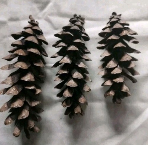 20 Rustic Pine Cones – Wedding & Event Decor | Natural Table Centerpiece Accents - Picture 6 of 8