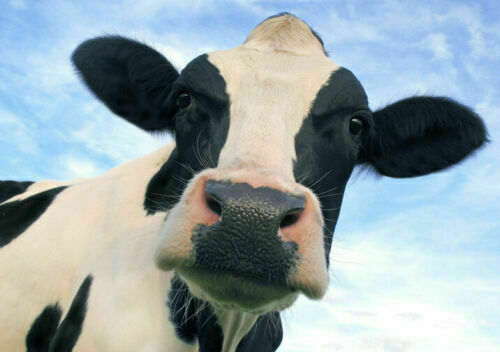 BEAUTIFUL DAIRY COW * LARGE A3 SiZE QUALITY CANVAS PRINT - Picture 1 of 1