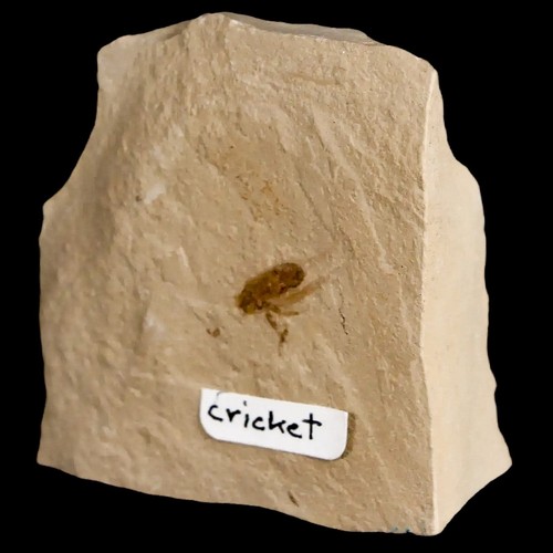 Cricket fossile volante 0,4" dettagliato insetto verde fiume FM Uintah County Utah - Foto 5 di 6