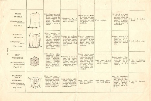 Boletín del Museo Roger Williams Park marzo - abril de 1918 tortugas - Imagen 4 de 4