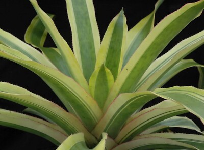 ブロメリア・エアープランツ Aechmea Mexicana Albo Aechmea Mexicana Albo 9″ pot – 305 Greenery, Inc.