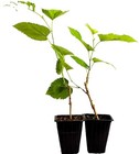 Abies Trees
