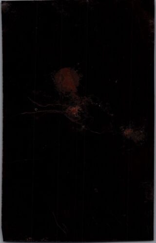 Antikes Farbfoto sitzender Mann Nest zu natürlichem Aststuhl 1860er Jahre - Bild 2 von 5