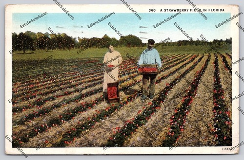 Vintage Postcard A Strawberry Field In Florida 1935 postmark