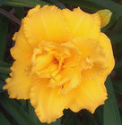 2 Fans Condilla Multi Award Winning gold Double Daylily Combine Ship